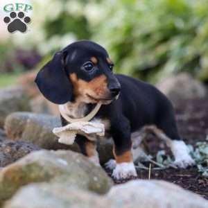 Duke, Dachshund Puppy
